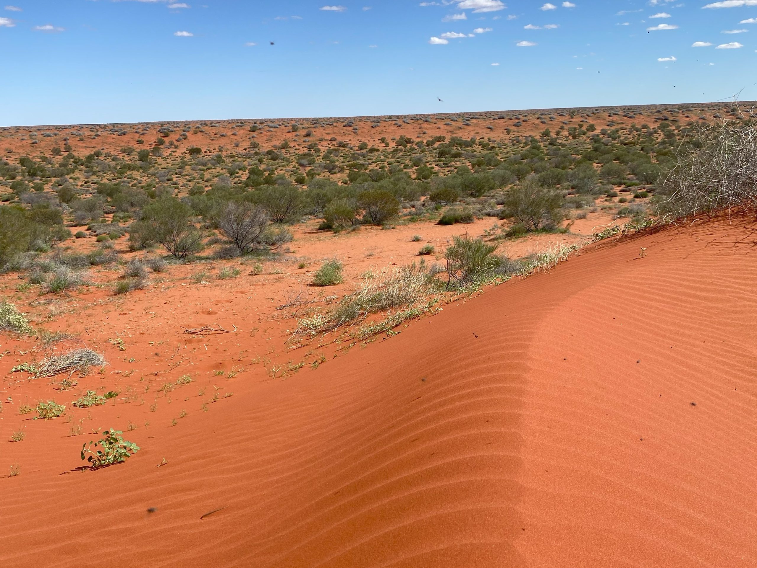 The dunes of the Simpson
